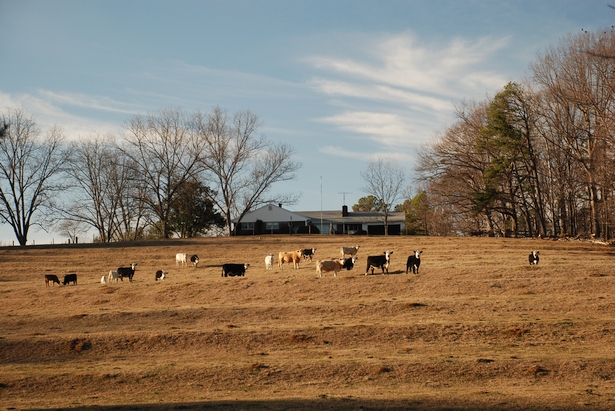 Cattle in a field: Image Credit: Let Ideas Compete, via Flickr CC BY-NC-ND 2.0