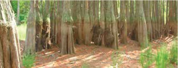 Dry cypress swamp. Image Credit: Dan Tufford